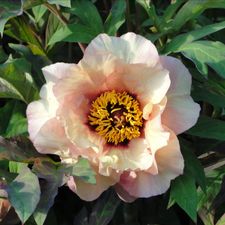 Profile image of Flowerfan53