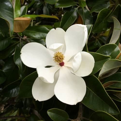 Piante & sementi: Magnolia à grandes fleurs   20cm – Nuovo (secondo la descrizione) da Bremblens venduto da FIBONACCI369 1