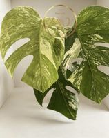 Monstera Albo Variegata 4 Blätter