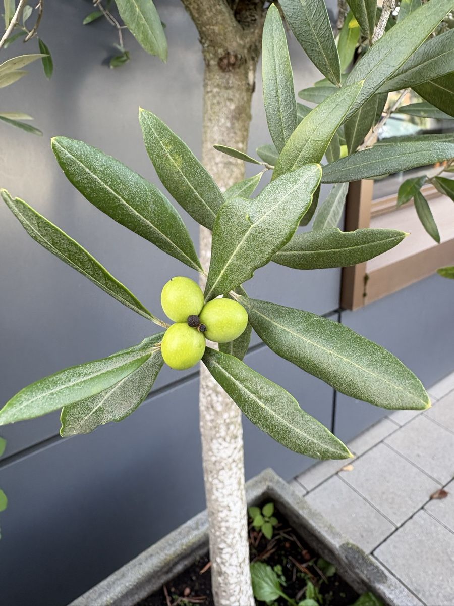 Plantes & graines: Olivenbaum mit Topf – D'occasion à Zürich par seb_8rsb 4