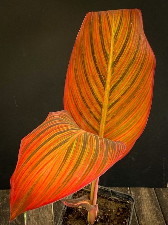 Canna Tropicanna schau' Dir diese wunderschönen Blätter an Kaufen