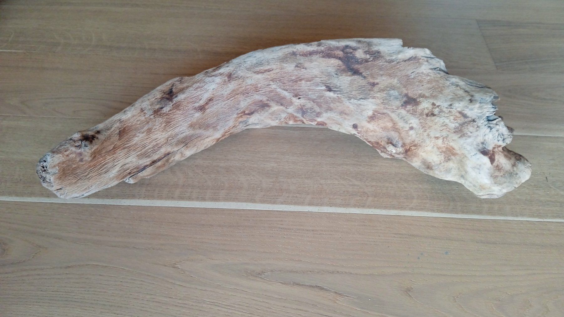 Articoli in legno: Dekor Schwemmholz – Nuovo e nell'imballaggio originale da Widnau venduto da ForViolin