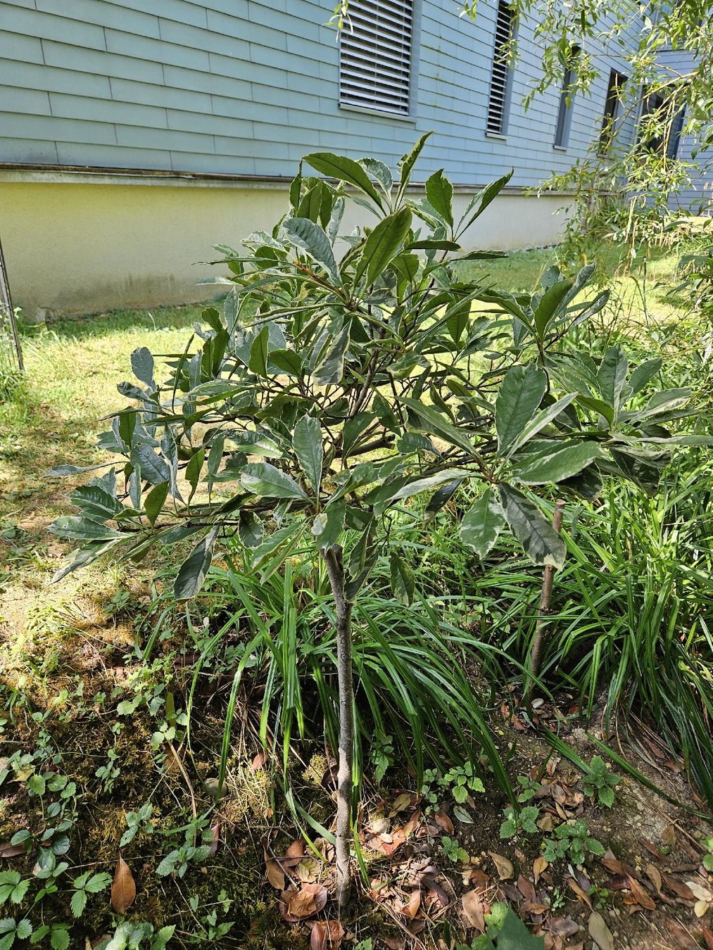 Plantes & graines: Glanzmispel Hochstamm buntblättrig – D'occasion à Gipf-Oberfrick par StefanOG 4