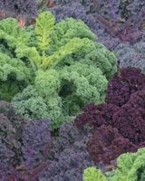 FEDERKOHL Grünkohl mix  / grün & violett / 10 Samen