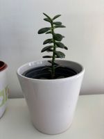Geldbaum/Crassula im Topf, pflegeleicht, Zimmerpflanze