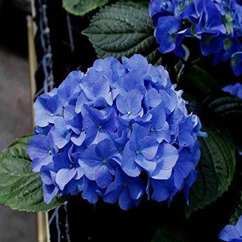 Piante & sementi: Hortensia 'Adria'   20cm – Nuovo (secondo la descrizione) da Bremblens venduto da FIBONACCI369 1