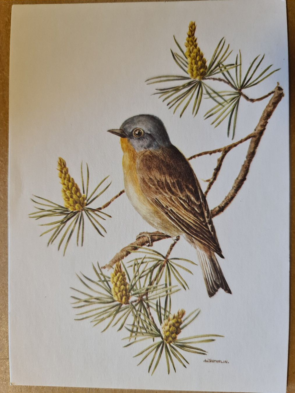 Cartoline postali: Ansichtskarte Zwergschnäpper Vogel – Nuovo (secondo la descrizione) da Dintikon venduto da Vexi