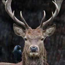 Profile image of LaDeerInk