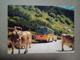 AK Postauto Saurer RH 525-23 D3KTU san Bernardino Kühe