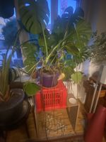 Monstera