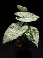 Wunderschöne Alocasia macrorrhiza Splash Variegata - Rarität