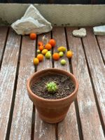 Mini-Kugelkaktus Starter-Pflanze :)