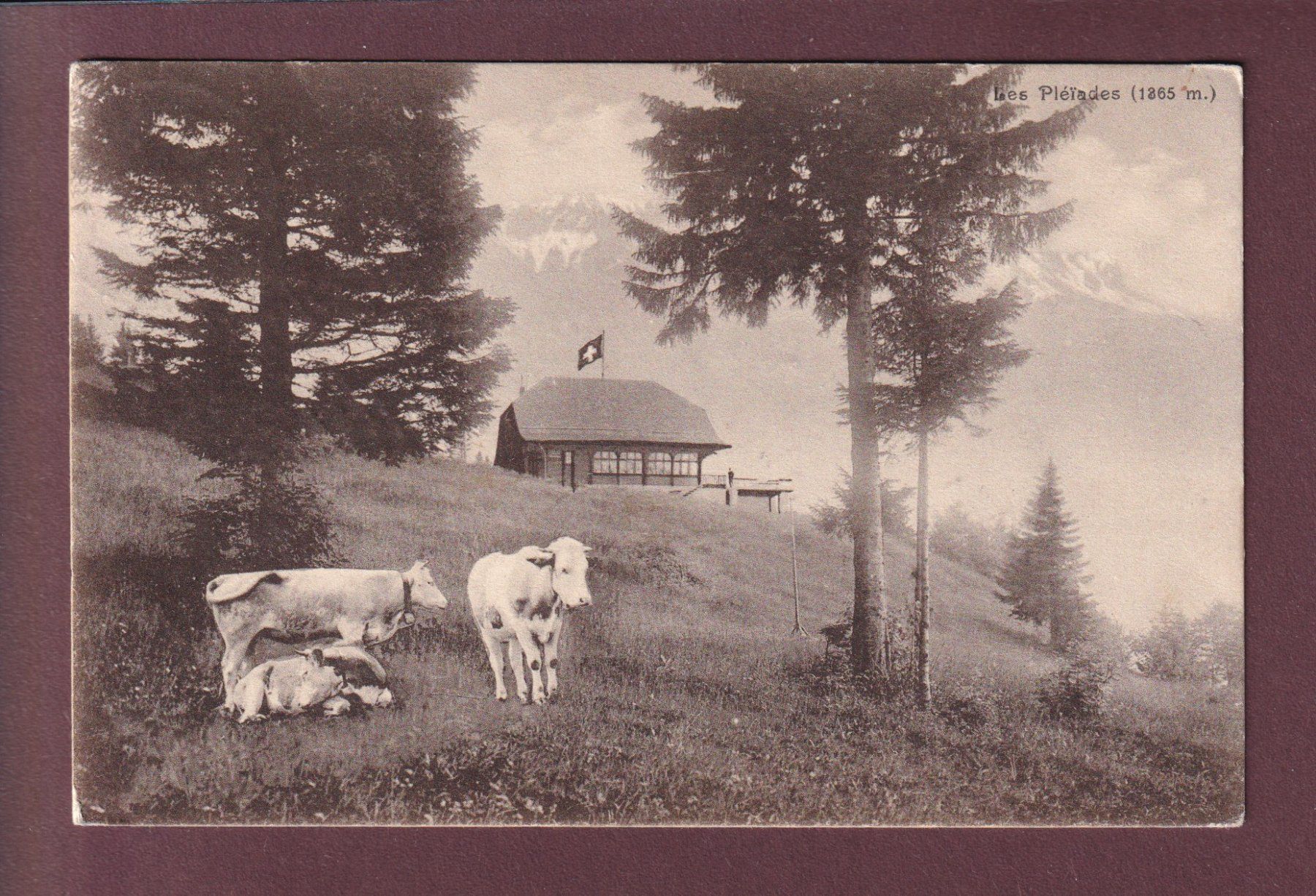 Ansichtskarten: LES PLEIADES - Vaches - 1920 – Gebraucht aus Pully von nicecards