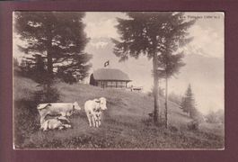 LES PLEIADES - Vaches - 1920
