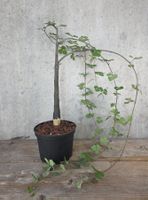 ADENIA CLADOSEPALA