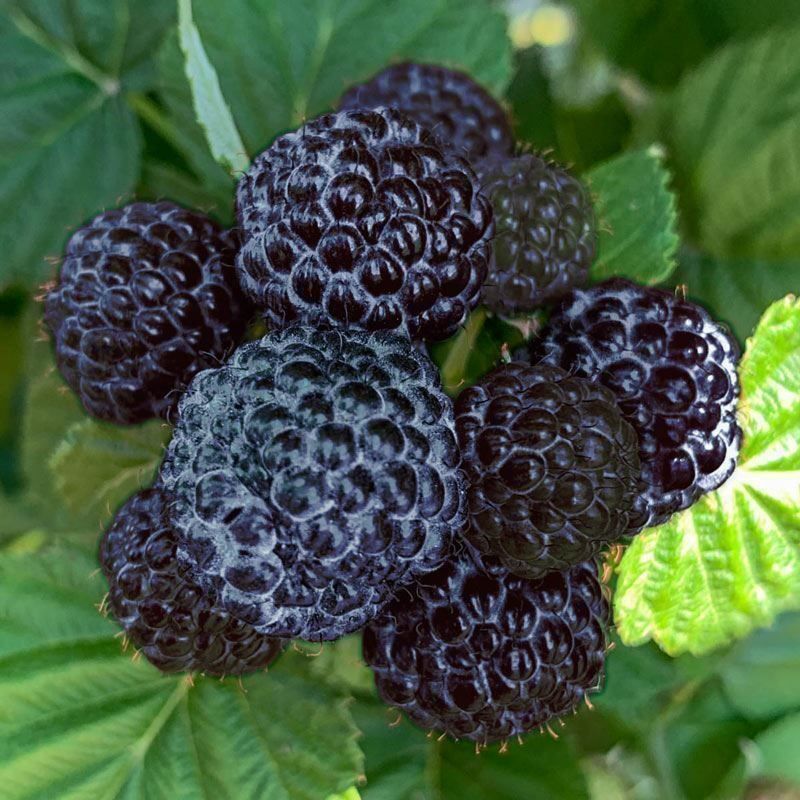 Piante & sementi: Framboisier noir 'Black Jewel'  2x  20cm – Nuovo (secondo la descrizione) da Bremblens venduto da FIBONACCI369