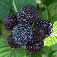 Framboisier noir 'Black Jewel'  2x  20cm