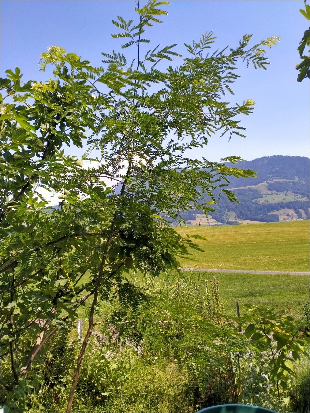 Piante & sementi: Amerikanische Gleditschie mit Dornen – Usato da Küssnacht am Rigi venduto da perlboote 1