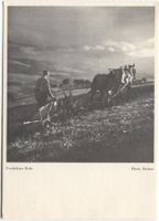 LANDWIRTSCHAFT 1940 Kanton Bern Ackerbau mit Pferd