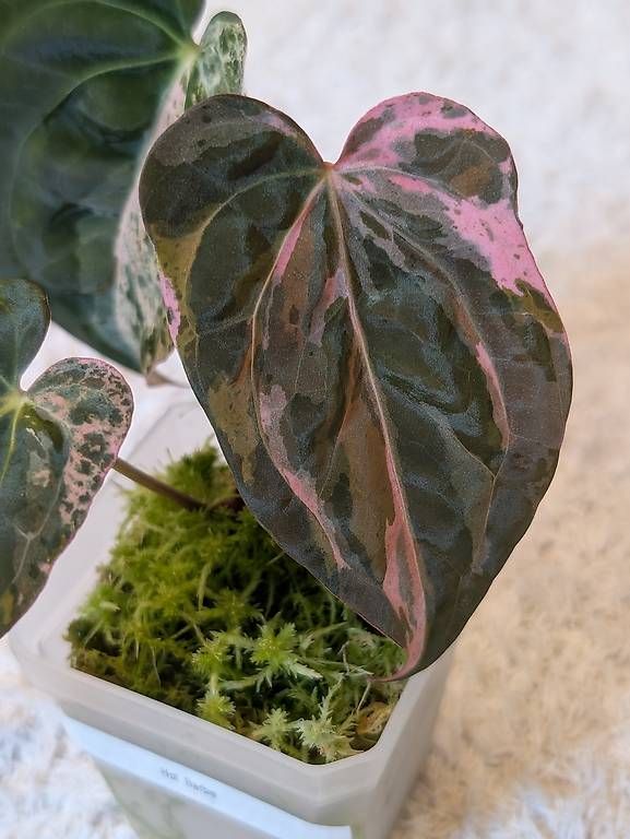 Piante & sementi: Anthurium 'Hot Barbie' Pink Variegata – Nuovo (secondo la descrizione) da Faulensee venduto da plantmama 1