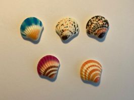 Magnet-Set Muscheloptik 5 Stück