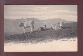 Abendruh - KÜHE