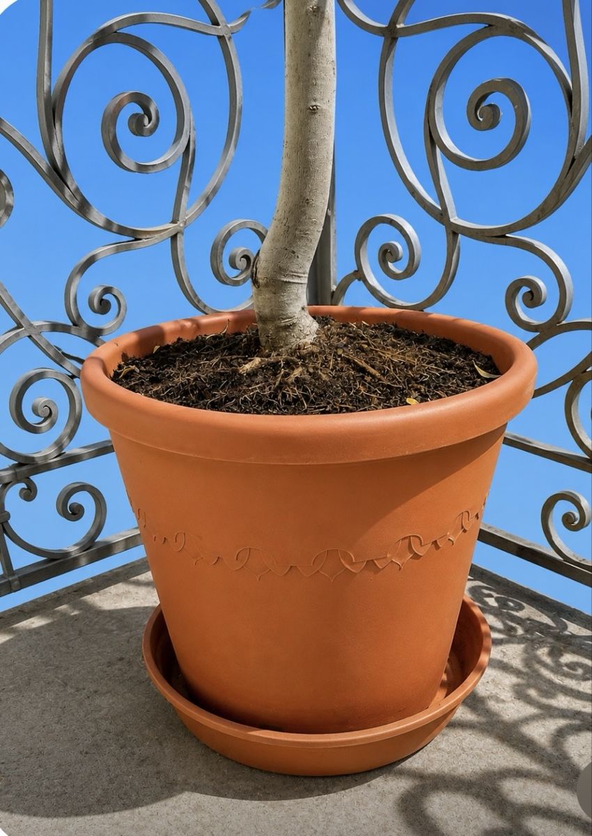Piante & sementi: Olive Tree in Pot Healthy Condition – Usato da Zürich venduto da Mistral61 3
