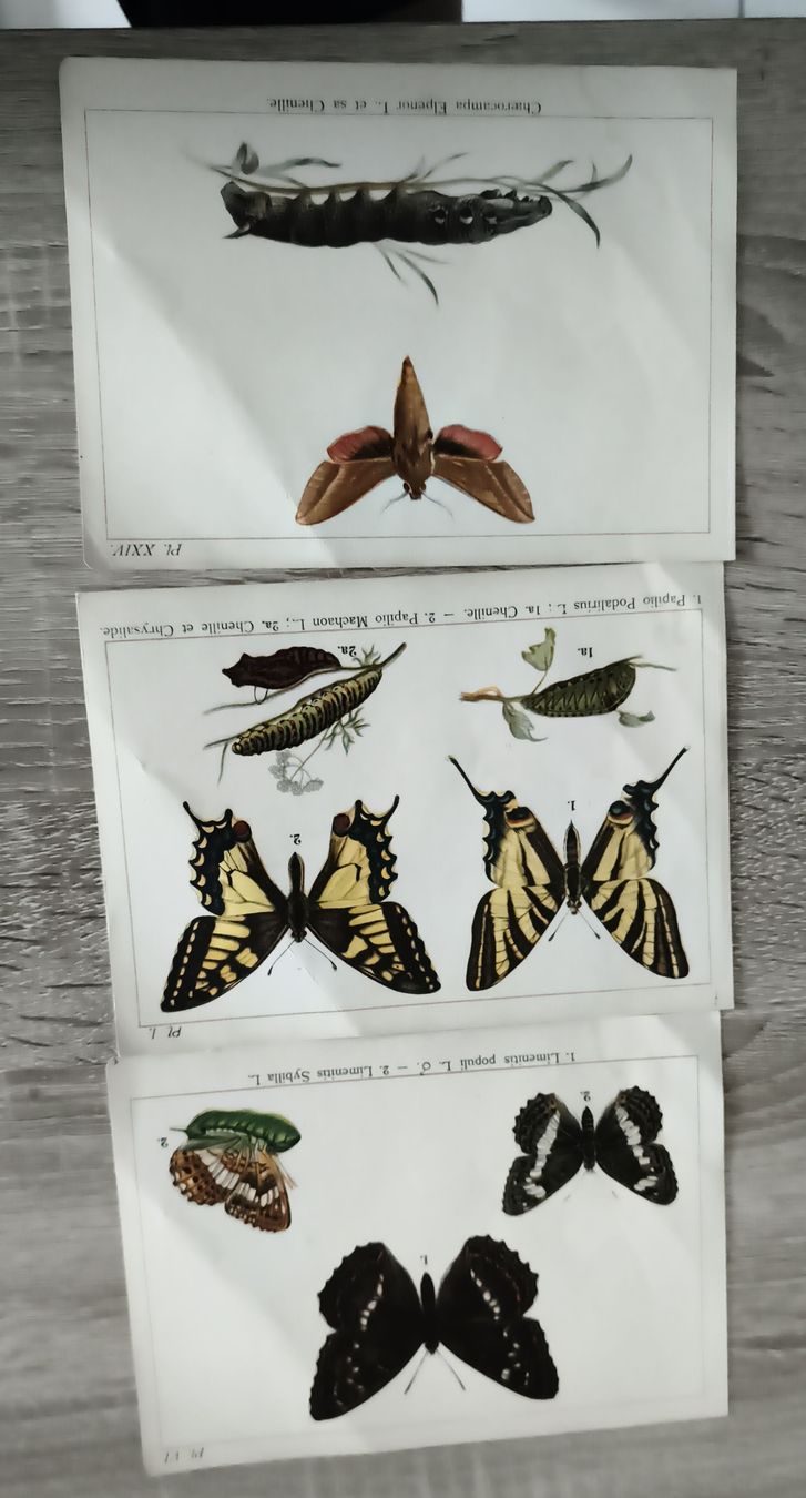 Welt der Tiere: Ensemble de 3 planches d'insectes papillons – Gebraucht aus Prilly von jor_x27s