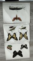 Ensemble de 3 planches d'insectes papillons