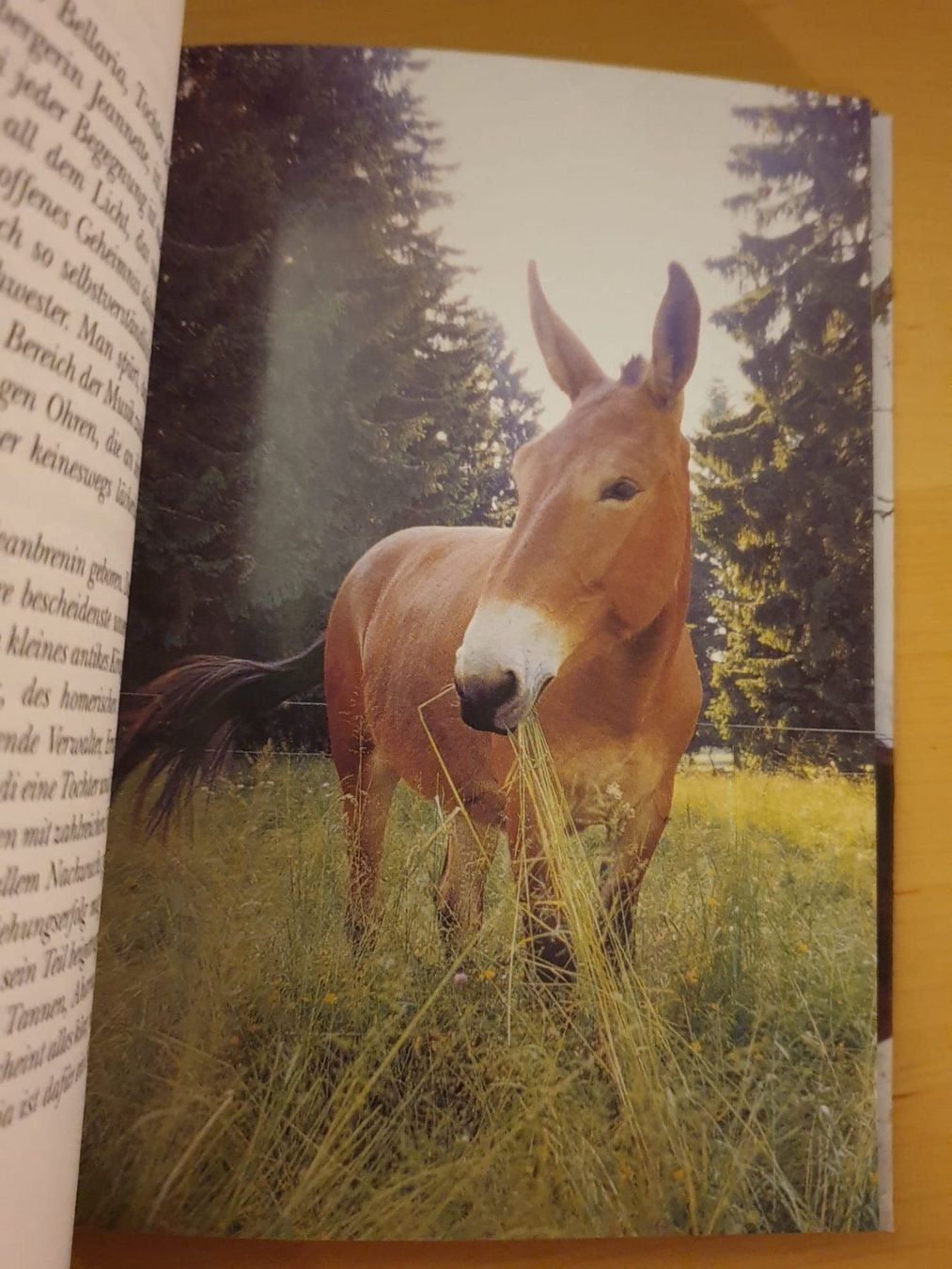 Libri: Kleine Pferdegeschichten – Usato da Langnau am Albis venduto da jer_pm72 4