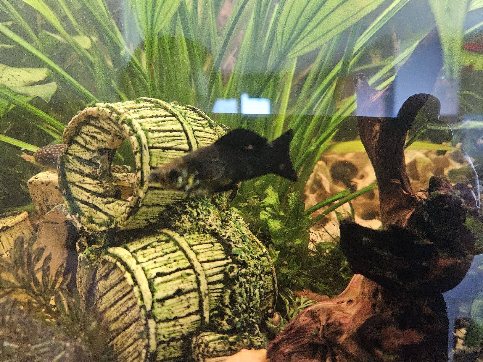 Acquari: Aquarium Juwel 250l – Usato da Gerolfingen venduto da ren_gyt6 3