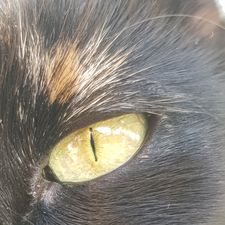Profile image of Lolicat