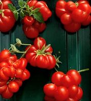 15 Samen rare Fleischtomate "REISETOMATE" Guatemala