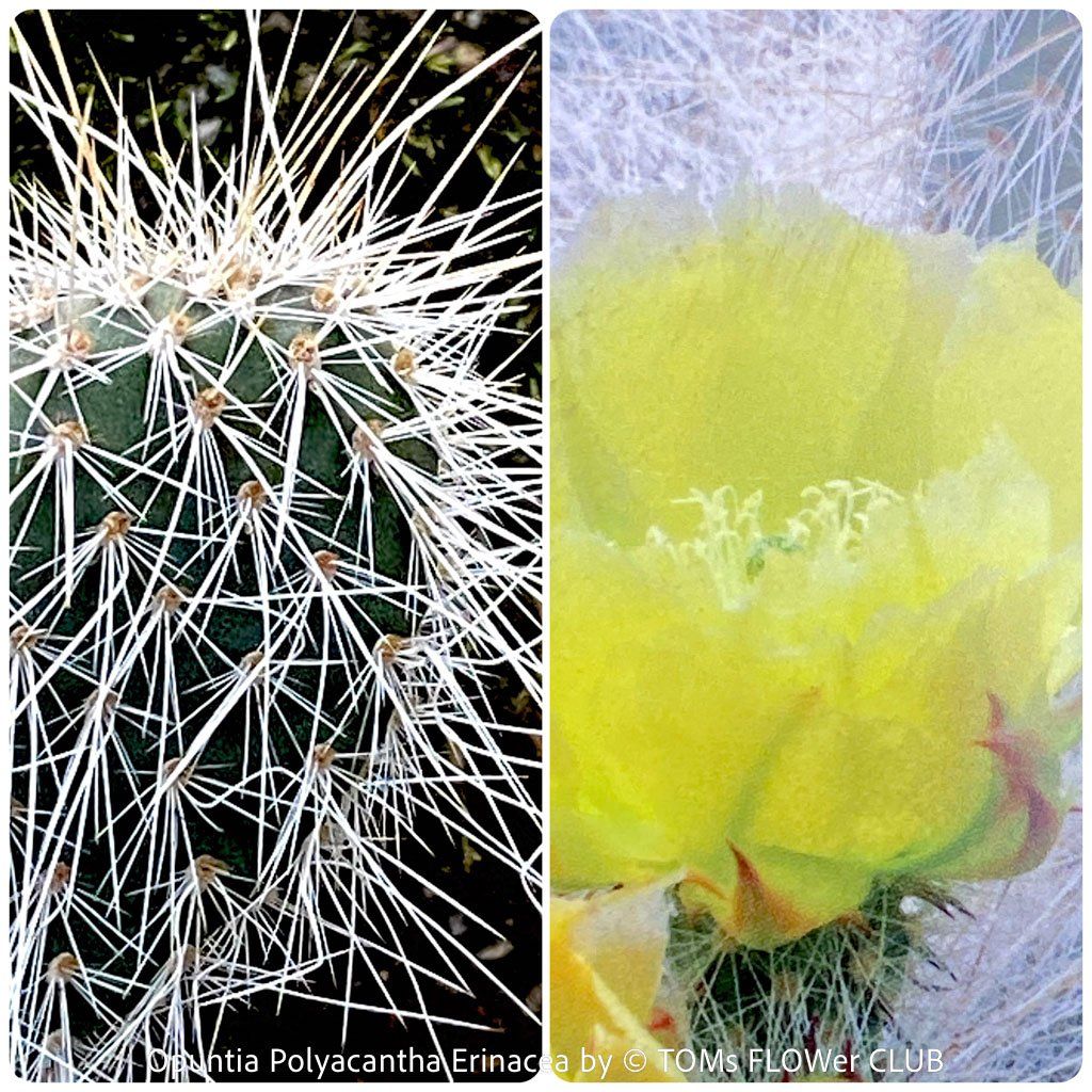 Piante & sementi: Opuntia Polyacantha Erinacea - "Grizzly Bear"- winterhart – Nuovo e nell'imballaggio originale da Adliswil venduto da astom369