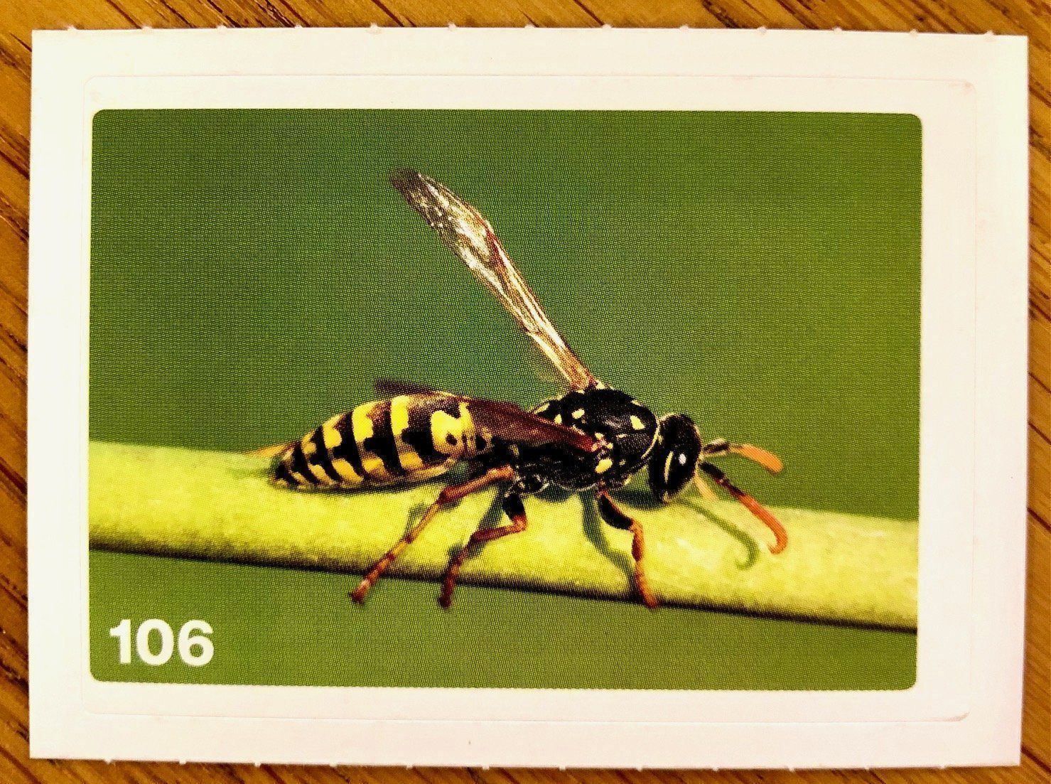 Migros Carte collezionabili: Migros Nature Detectives - Bild Nr. 106 – Nuovo (secondo la descrizione) da Oberrieden venduto da Zimmerberg10
