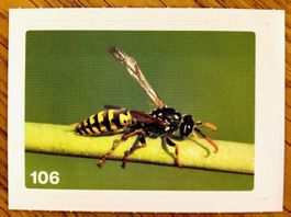 Migros Nature Detectives - Bild Nr. 106