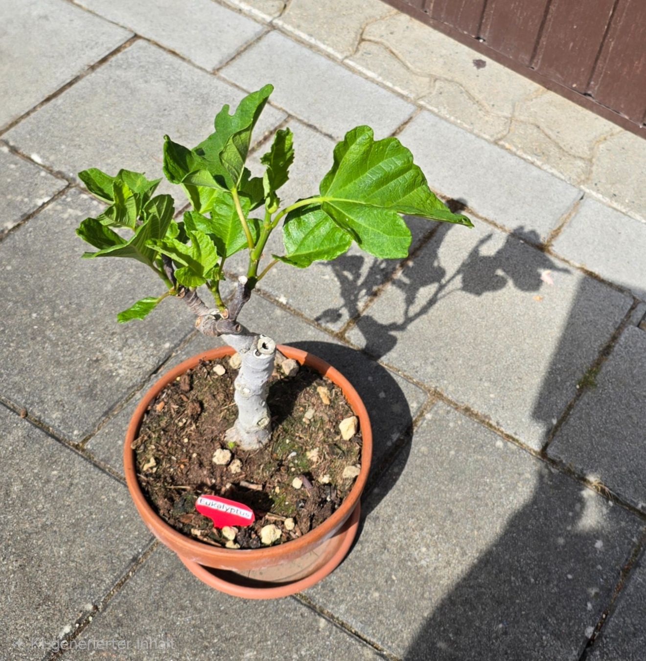Piante & sementi: Feigen-Bonsai im Terrakottatopf – Usato da Aarburg venduto da popkorn65 3