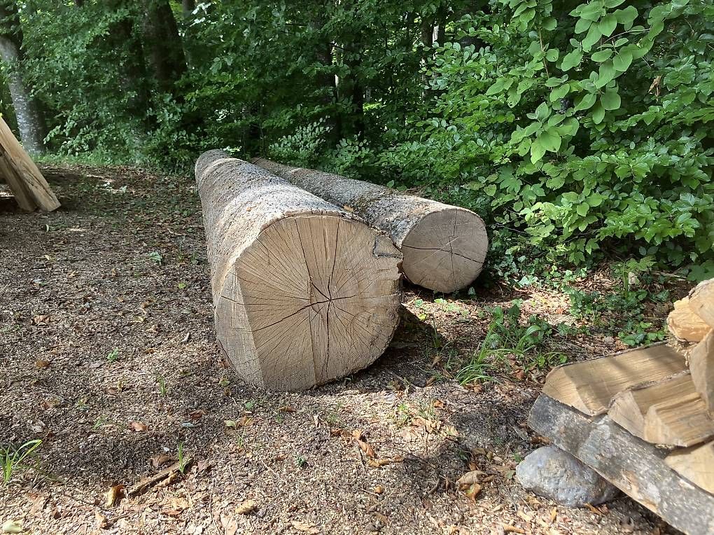 Holzartikel: Eschenstämme – Gebraucht aus Schalchen von kel_xr7s