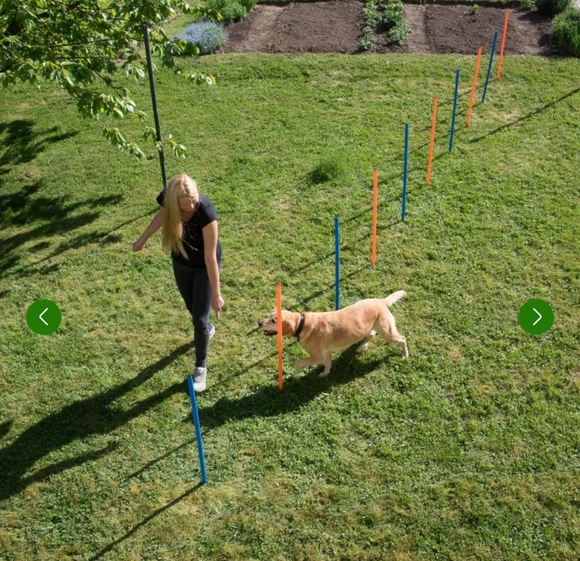 Spiele: Hunde Agility Set – Neu (gemäss Beschreibung) aus Baar von the_9vbc 1