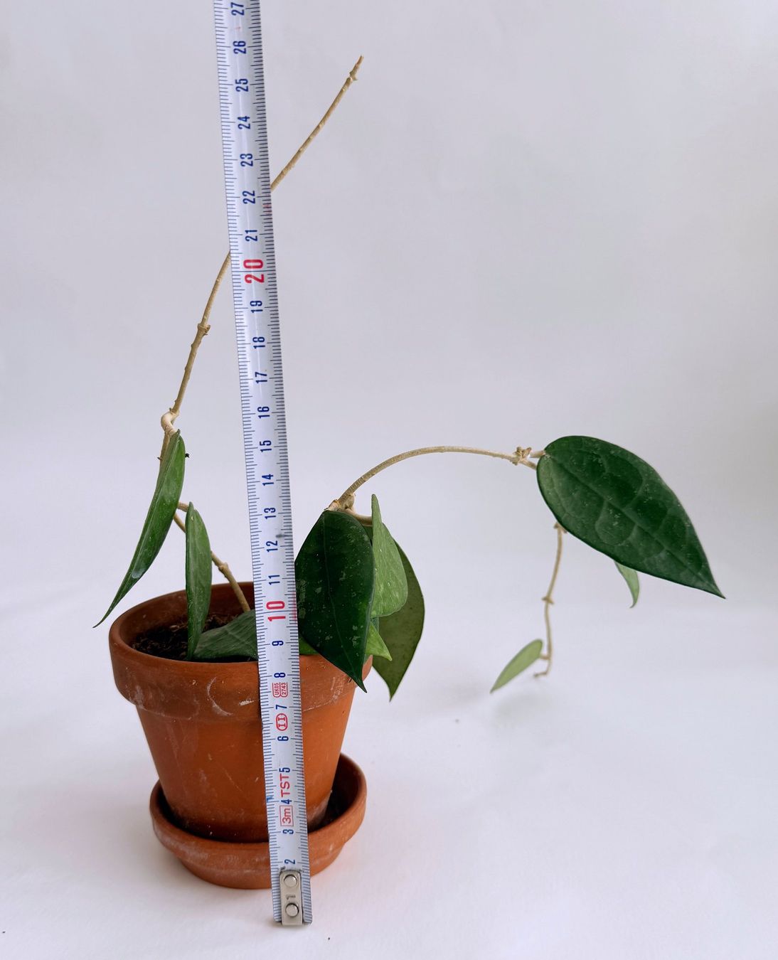 Pflanzen & Samen: HOYA*PARASITICA BLACK MARGIN***** – Neu (gemäss Beschreibung) aus Dübendorf von Orchid18 3