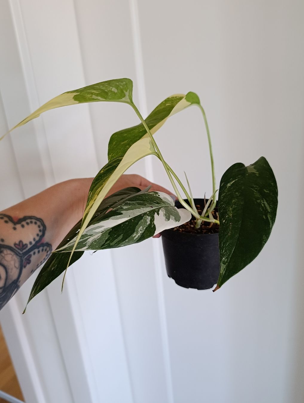Pflanzen & Samen: Epipremnum Pinnatum Variegata  – Neu (gemäss Beschreibung) aus Baar von L.isa28 1