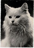 Weisse Katze, gelaufen 1961