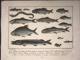 Fische Zürichsee 2 Kupferstiche von Hofmeister selten