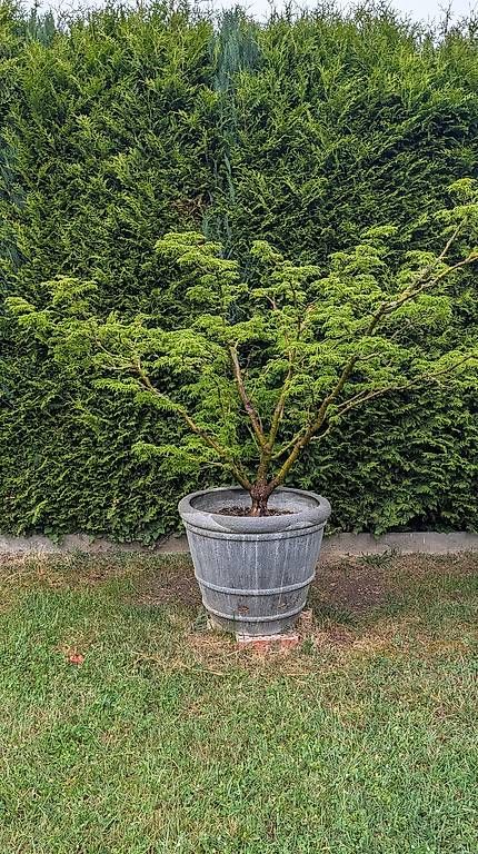 Piante & sementi: Löwenkopf Ahorn Fächerahorn – Usato da Schlatt TG venduto da aigent7 2