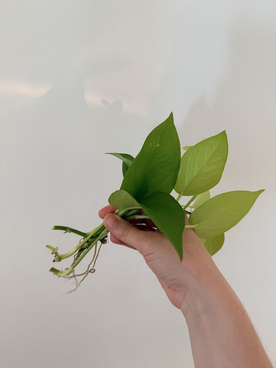 Pflanzen & Samen: Epipremnum pinnatum neon cuttings – Neu (gemäss Beschreibung) aus Zürich von gom_zxb8 1