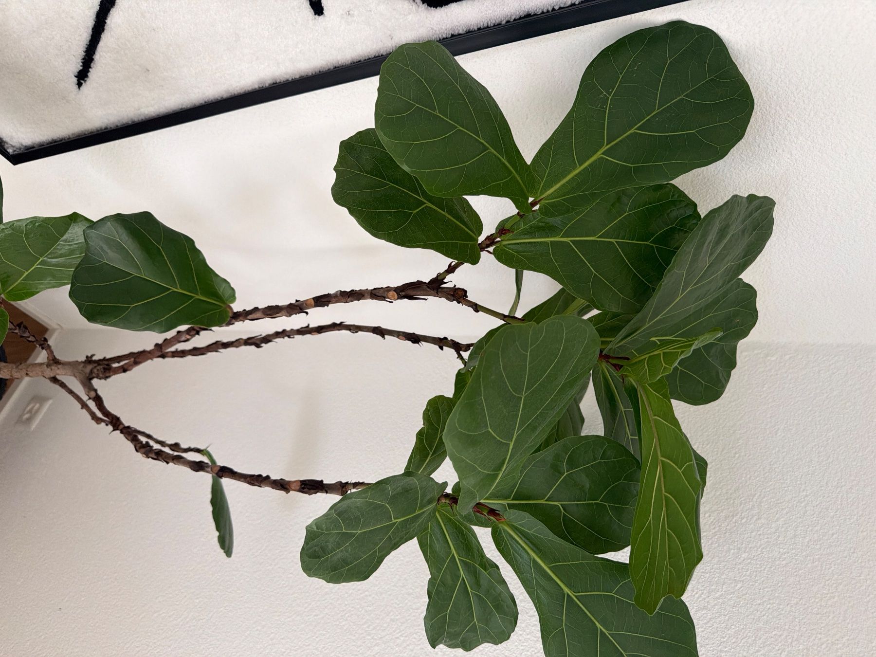 Plantes & graines: Geigenfeige gross – D'occasion à Bern par vjo_7d2f 3