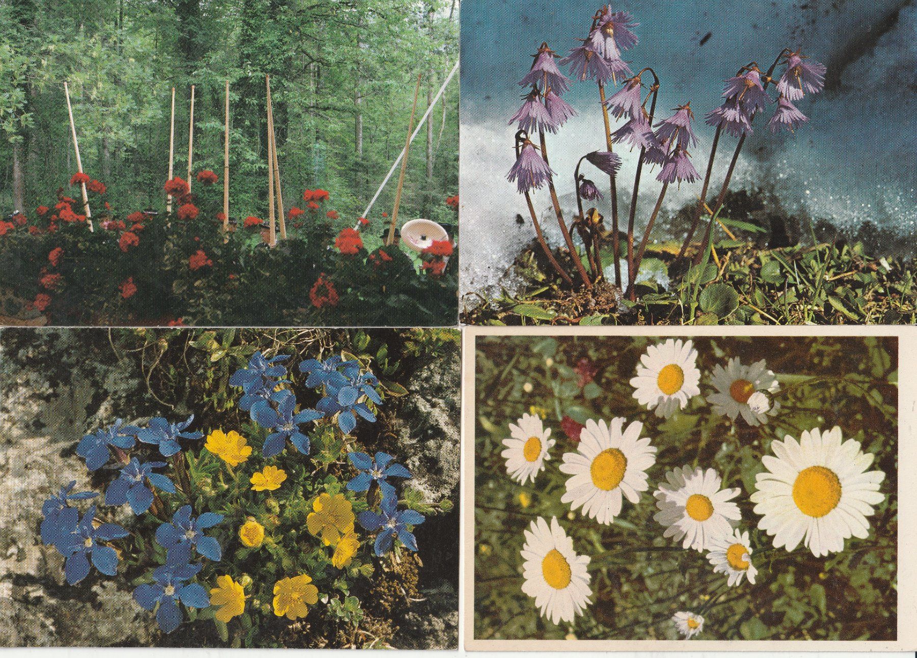 Ansichtskarten: 40 Schöne Blumenkarten – Gebraucht aus Lumbrein von made02 5