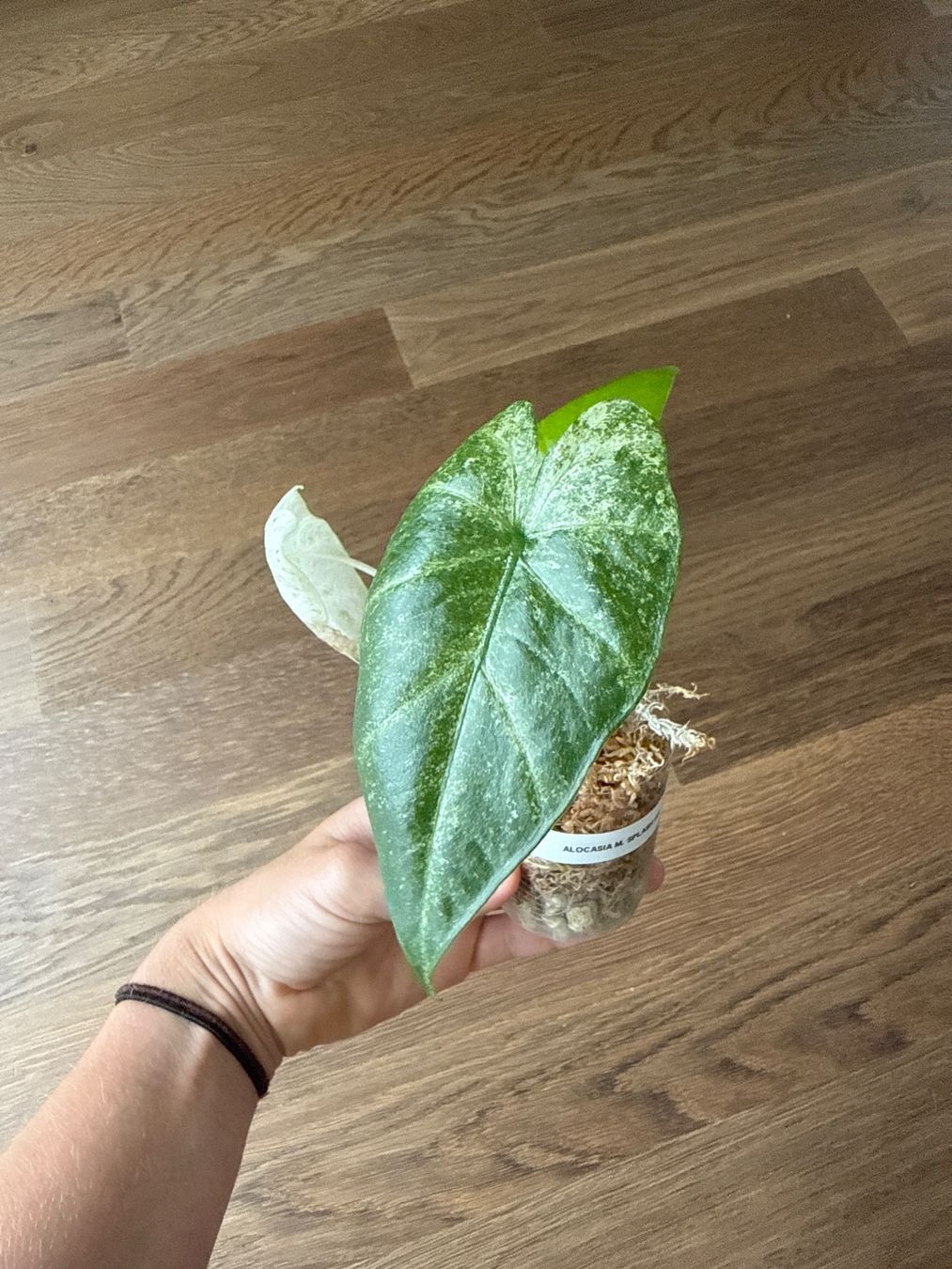 Piante & sementi: Alocasia Macrorrhiza Splash – Usato da Zürich venduto da bau_d56d