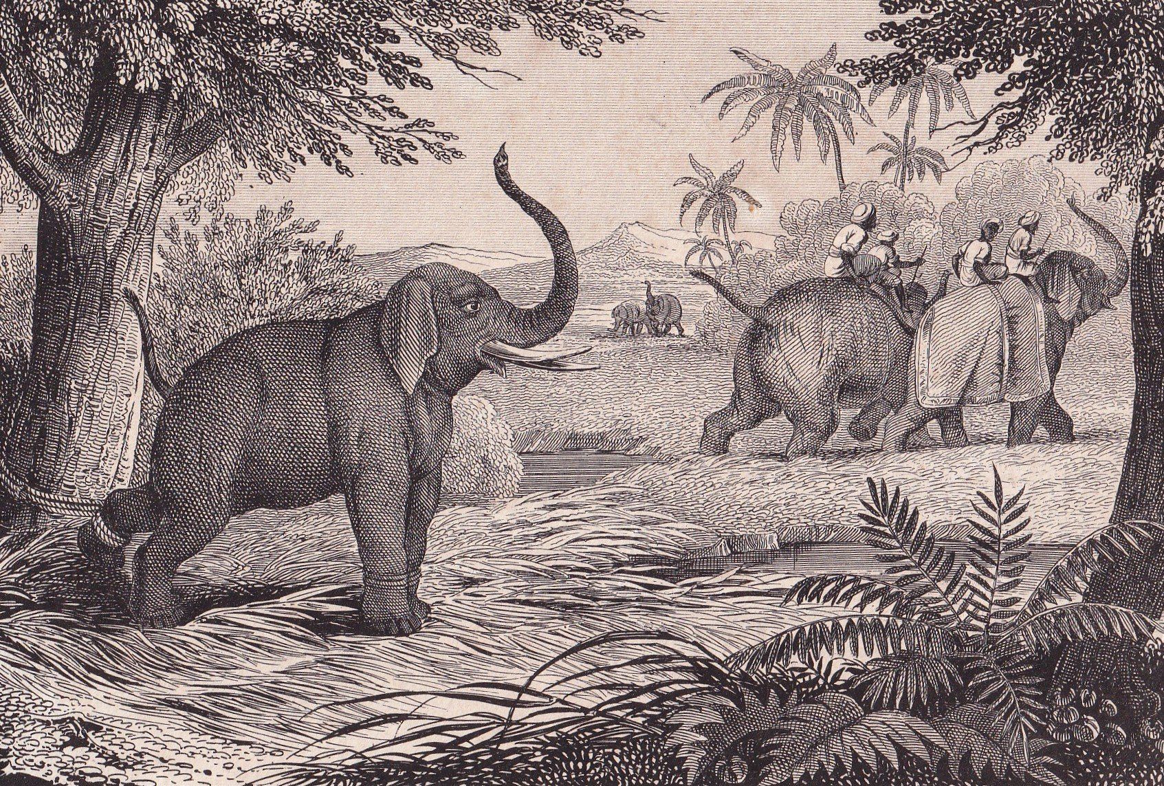 Gravures: ELEFANT, ELEFANTENJAGD, LITHOGRAPHIE 1847 – D'occasion à Grüningen par Kartensammler 2