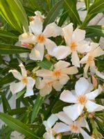 Oleander gelb, 100 cm